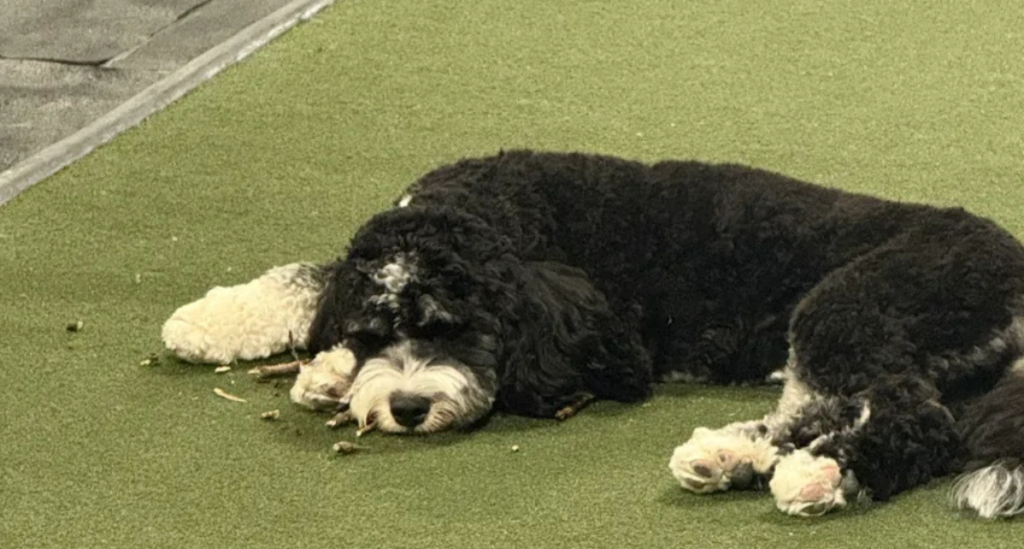 The Golden Retriever Coach: Why Your “AND” is Your Greatest Strength