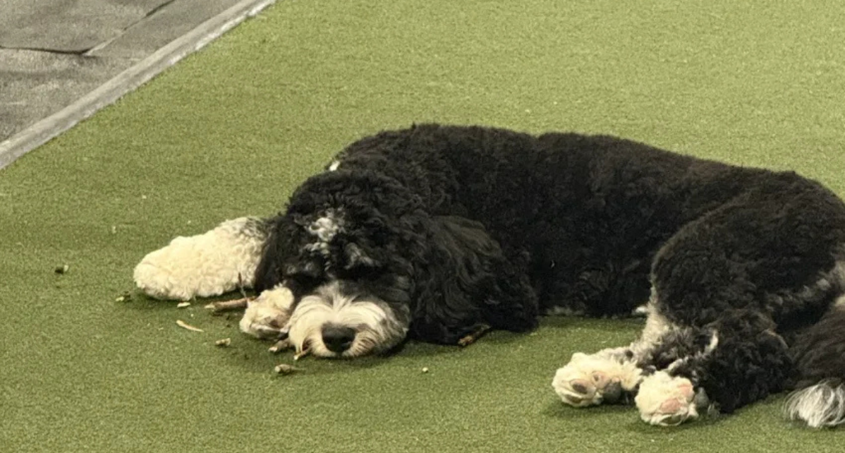 The Golden Retriever Coach: Why Your “AND” is Your Greatest Strength